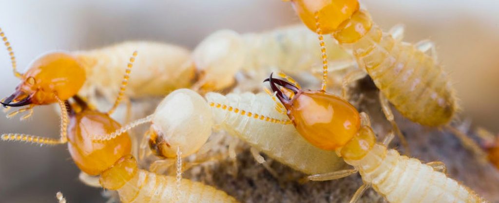 Dhaka Termite Pest Extermination Service - Dhaka Pest Control